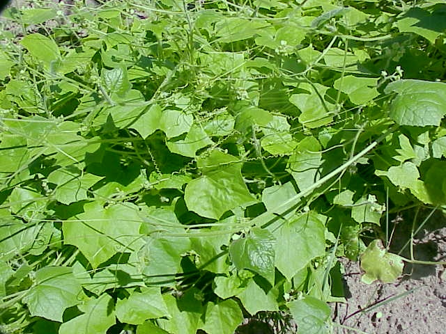 Oneseed Bur Cucumber photo 4