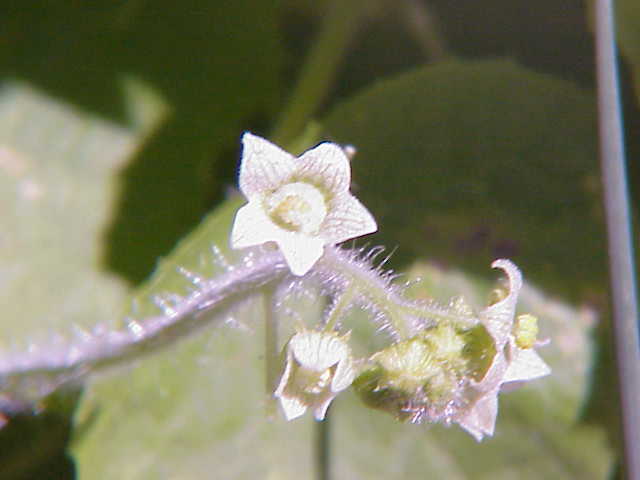 Oneseed Bur Cucumber photo 5