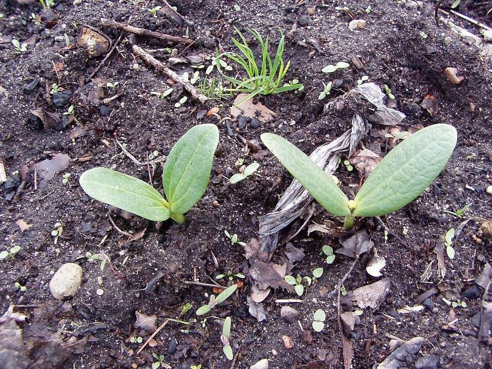 Oneseed Bur Cucumber photo 7