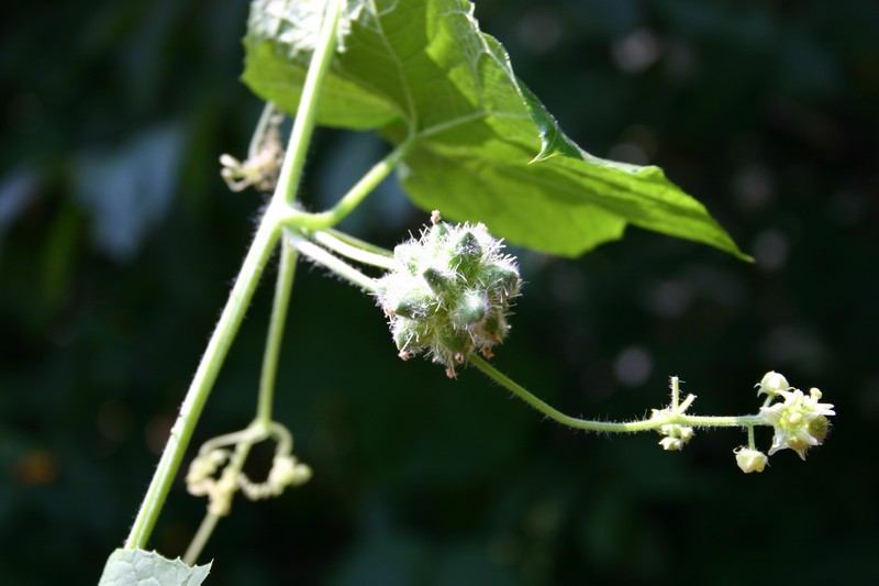 Oneseed Bur Cucumber