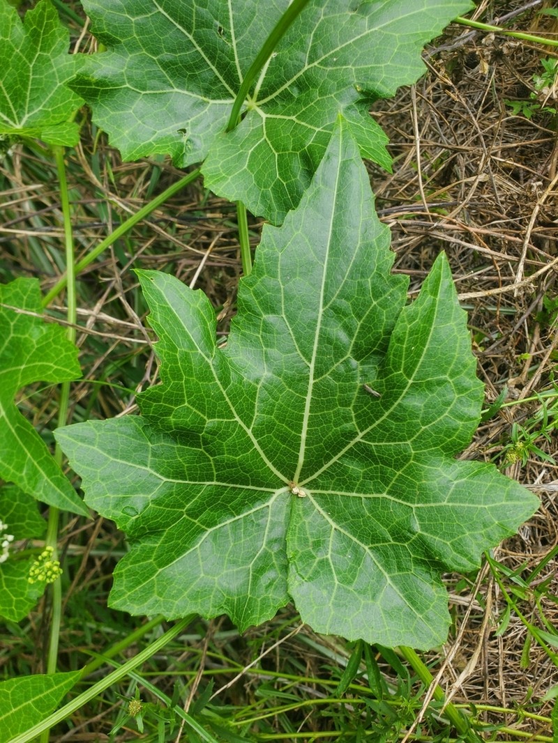 Lava Bur Cucumber photo 4