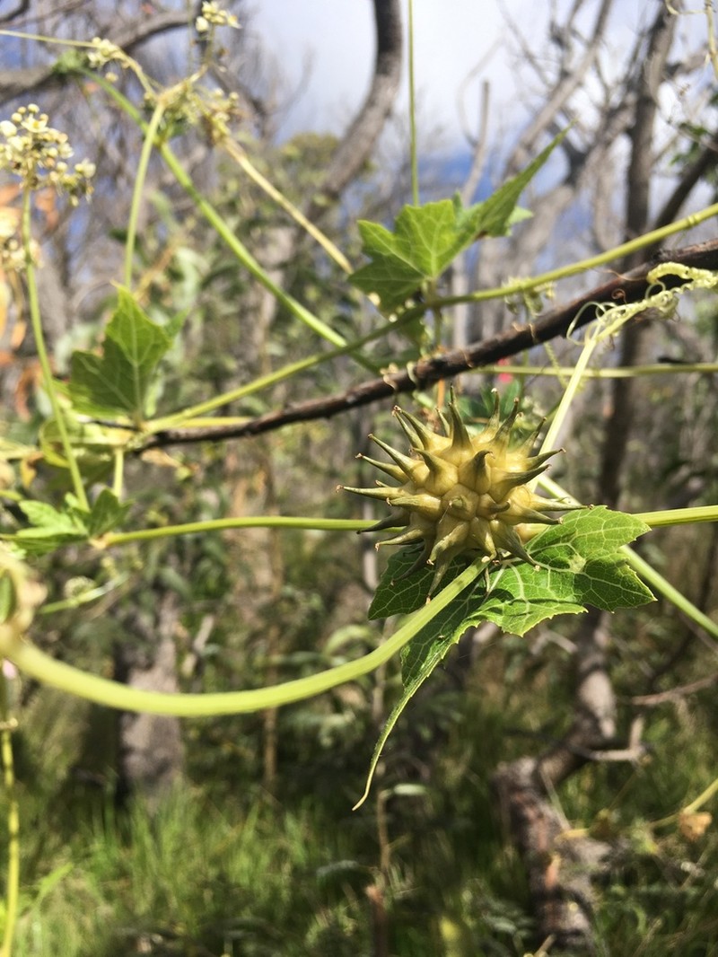 Lava Bur Cucumber photo 6