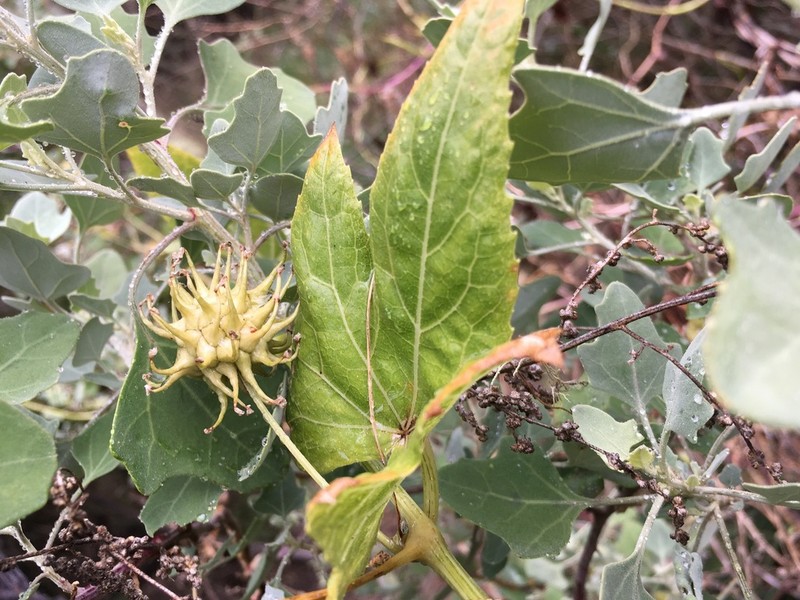 Lava Bur Cucumber photo 7