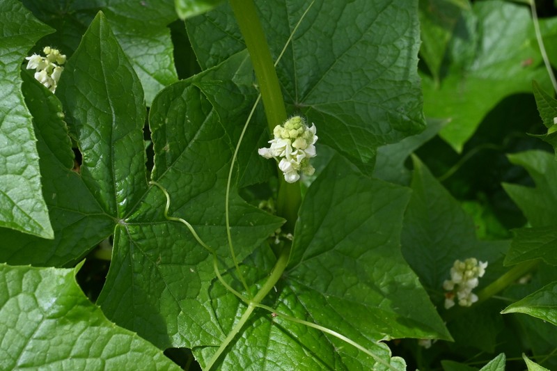 Sicyos baderoa var. baderoa