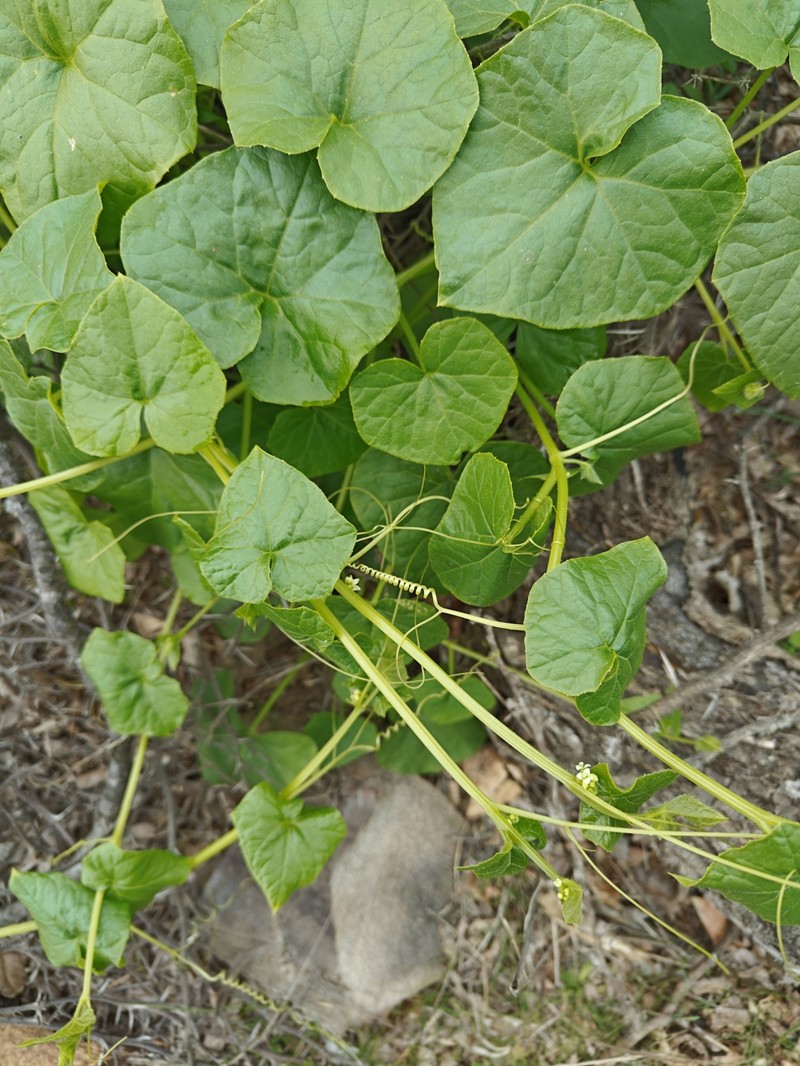 Sicyos baderoa var. baderoa photo 2