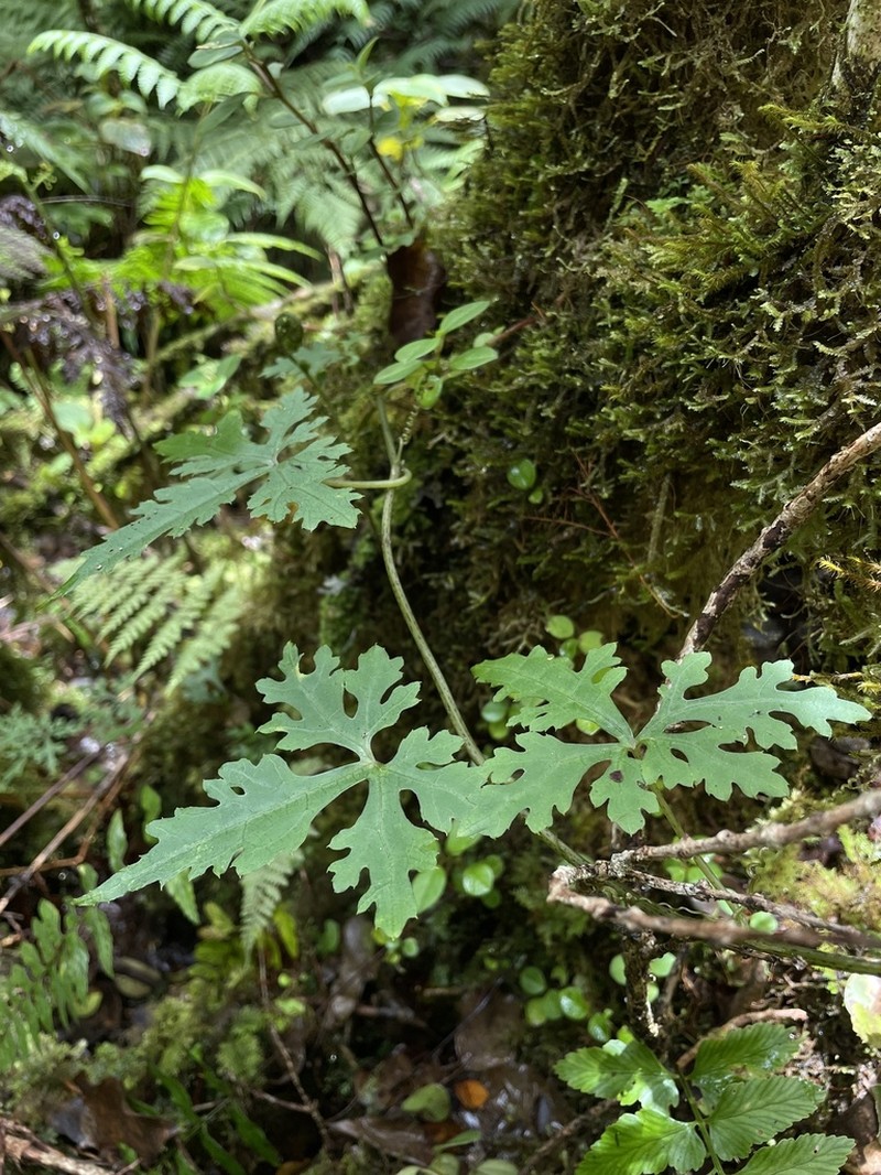 Gray's Bur Cucumber