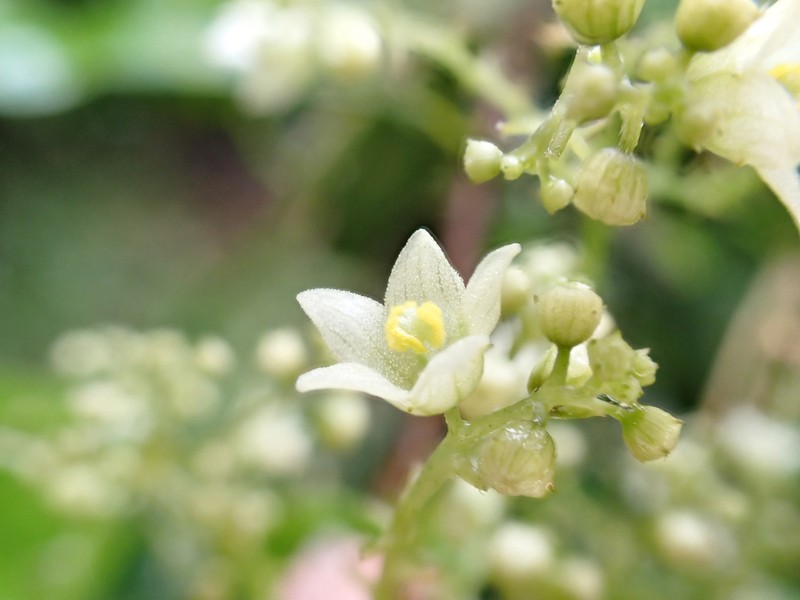 Gray's Bur Cucumber photo 4