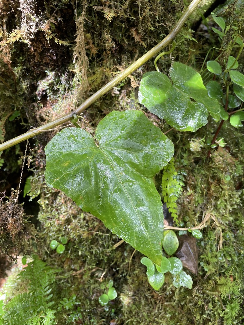 Gray's Bur Cucumber photo 5