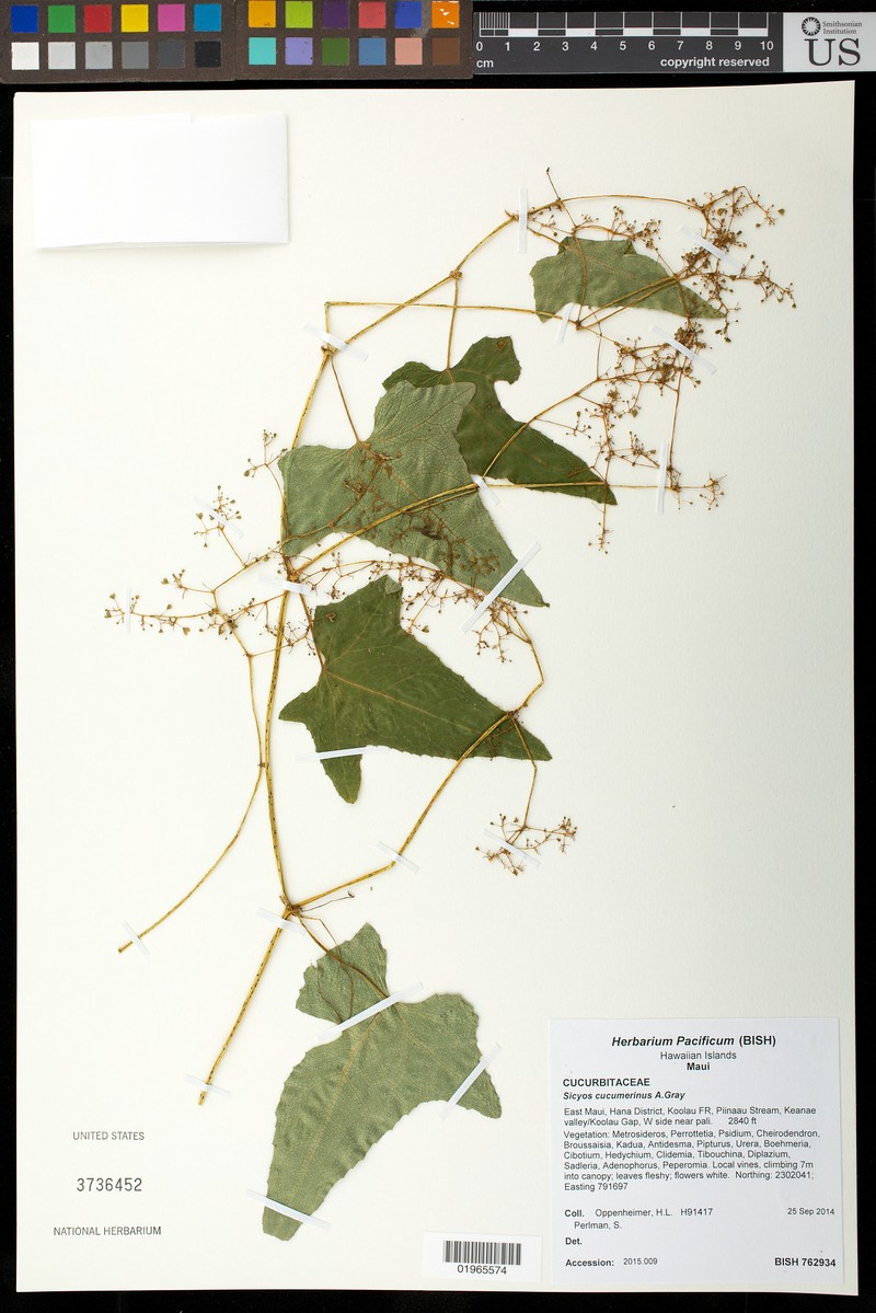 Gray's Bur Cucumber photo 7
