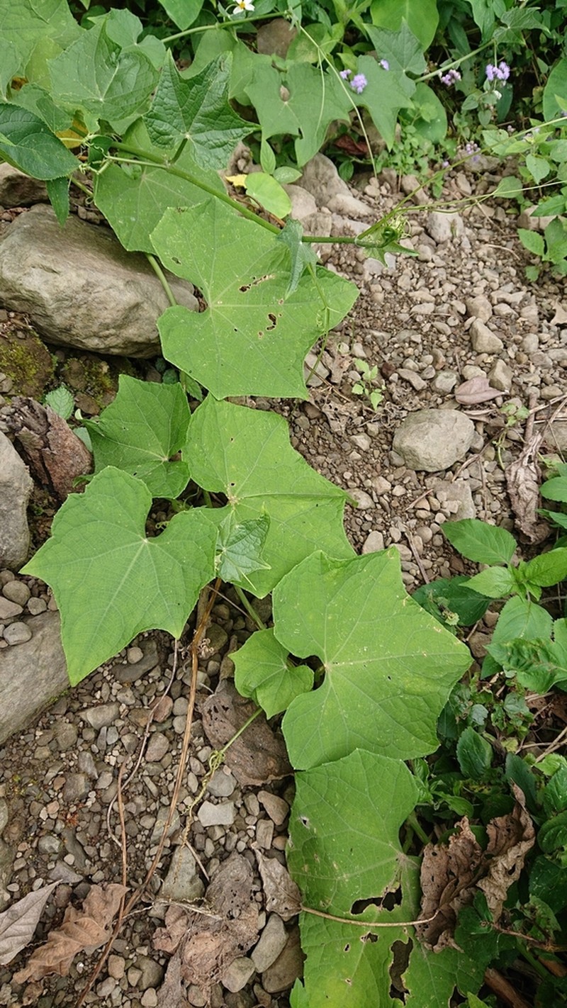 Chayote photo 2