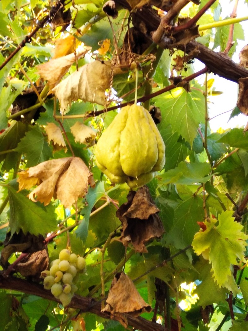 Chayote photo 3