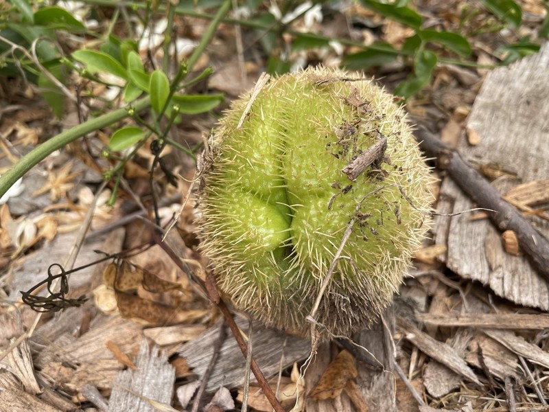 Chayote photo 4