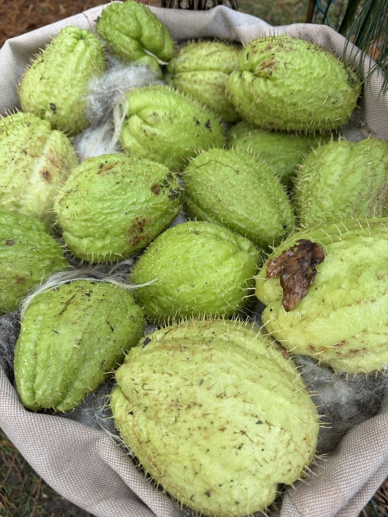 Chayote photo 5