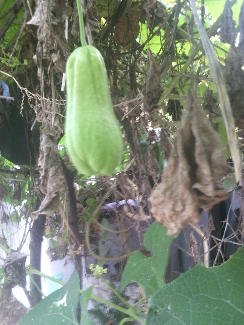 Chayote photo 6