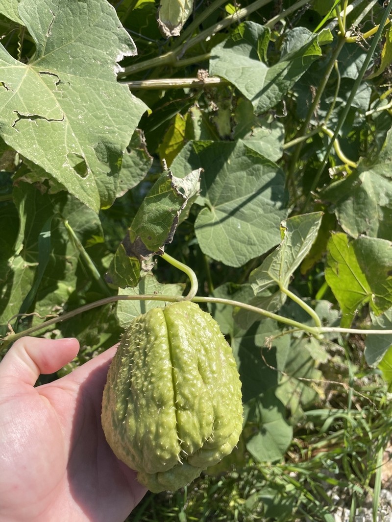 Chayote photo 7