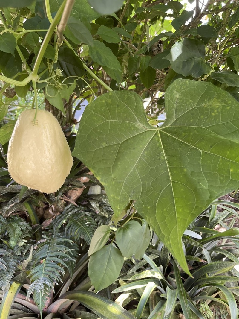 Chayote photo 8