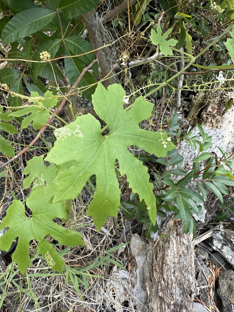 Kealia Gulch Bur Cucumber photo 2