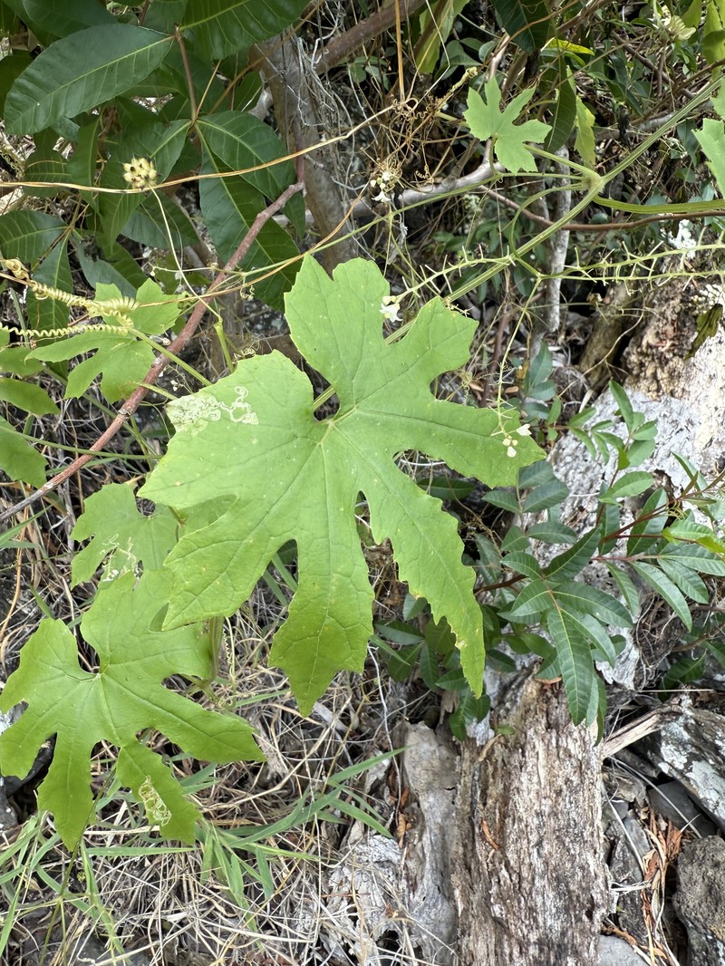 Kealia Gulch Bur Cucumber photo 3