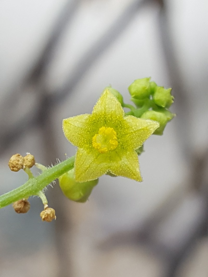 Smooth Bur Cucumber