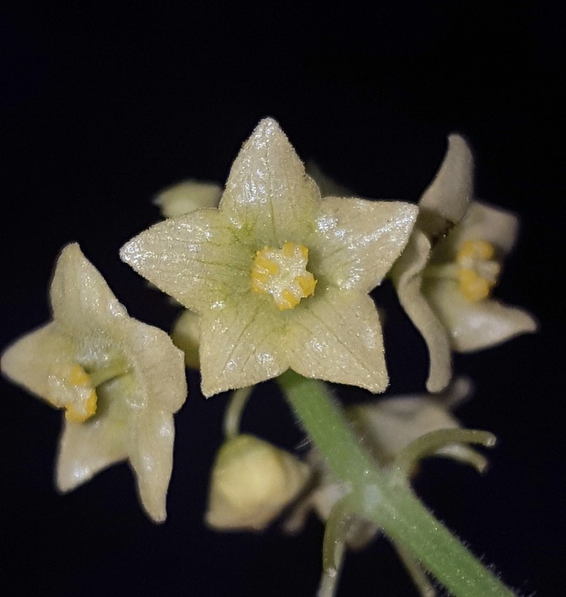 Smooth Bur Cucumber photo 3