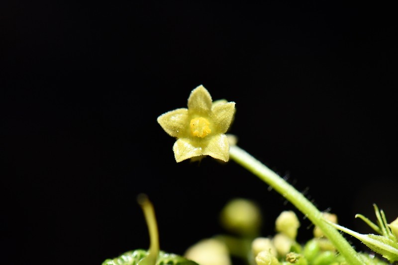 Smooth Bur Cucumber photo 4