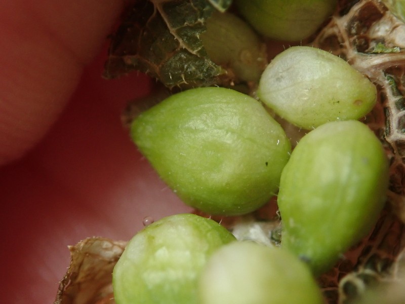 Smooth Bur Cucumber photo 5