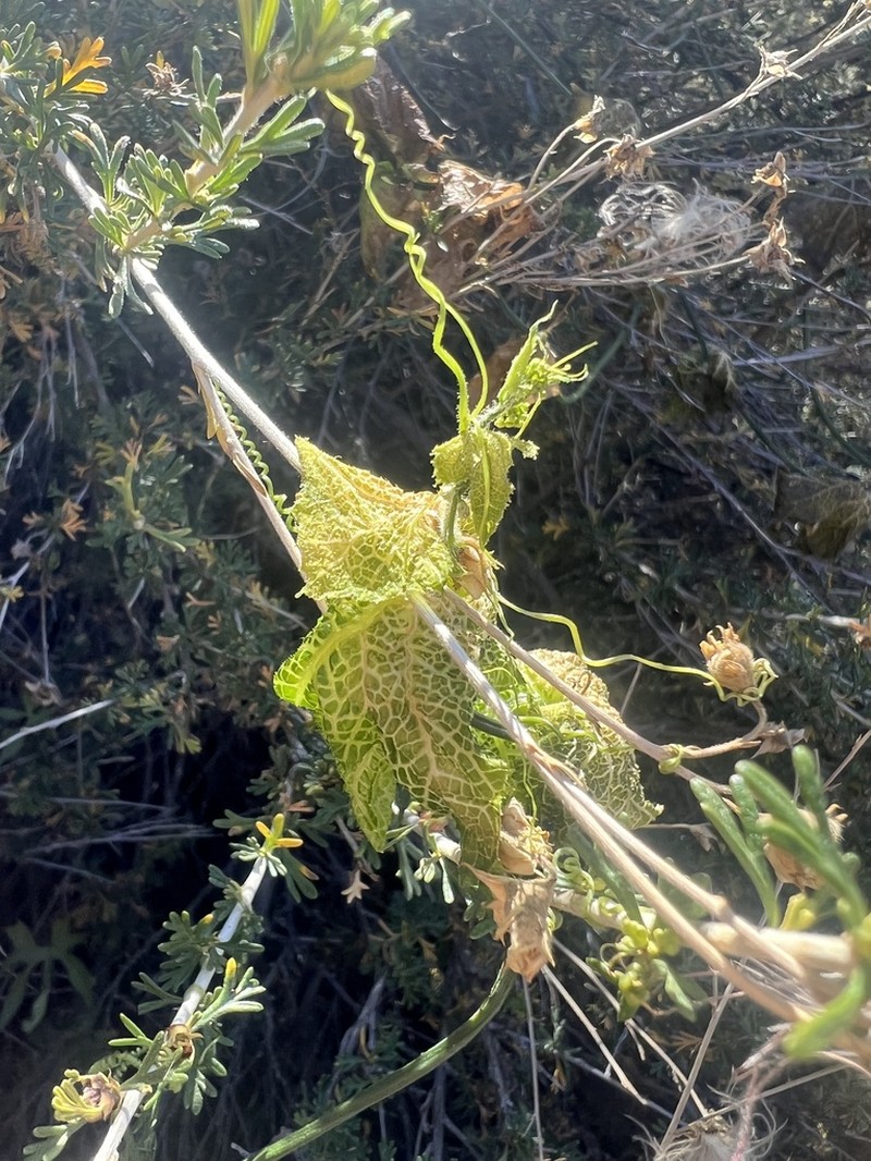 Smooth Bur Cucumber photo 6