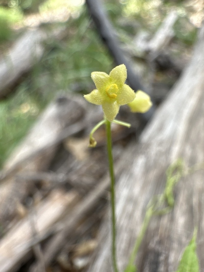 Smooth Bur Cucumber photo 7