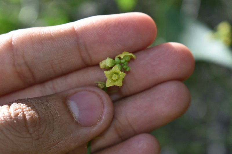 Smooth Bur Cucumber photo 8