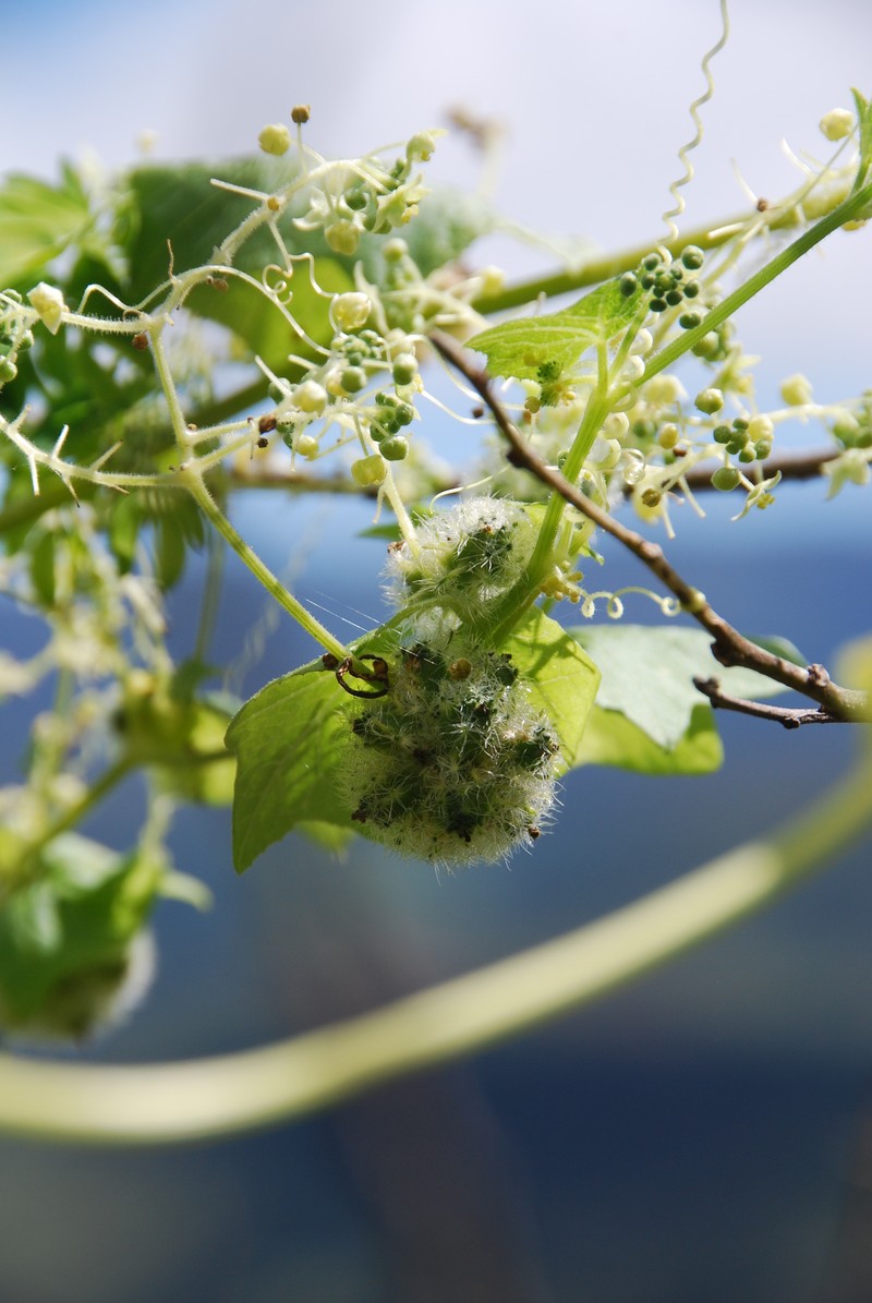 Herbst's Bur Cucumber photo 2