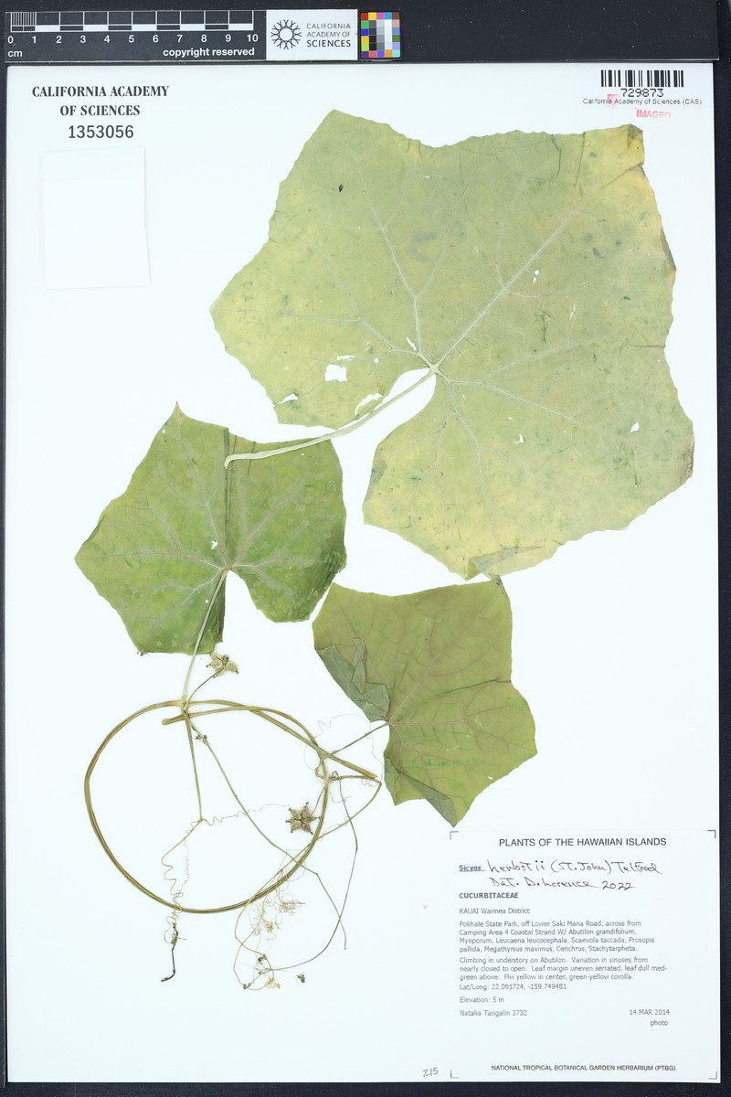 Herbst's Bur Cucumber photo 3