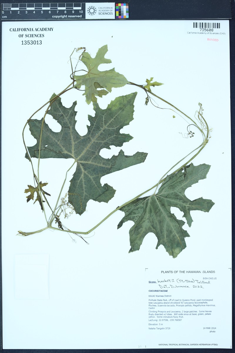 Herbst's Bur Cucumber photo 4