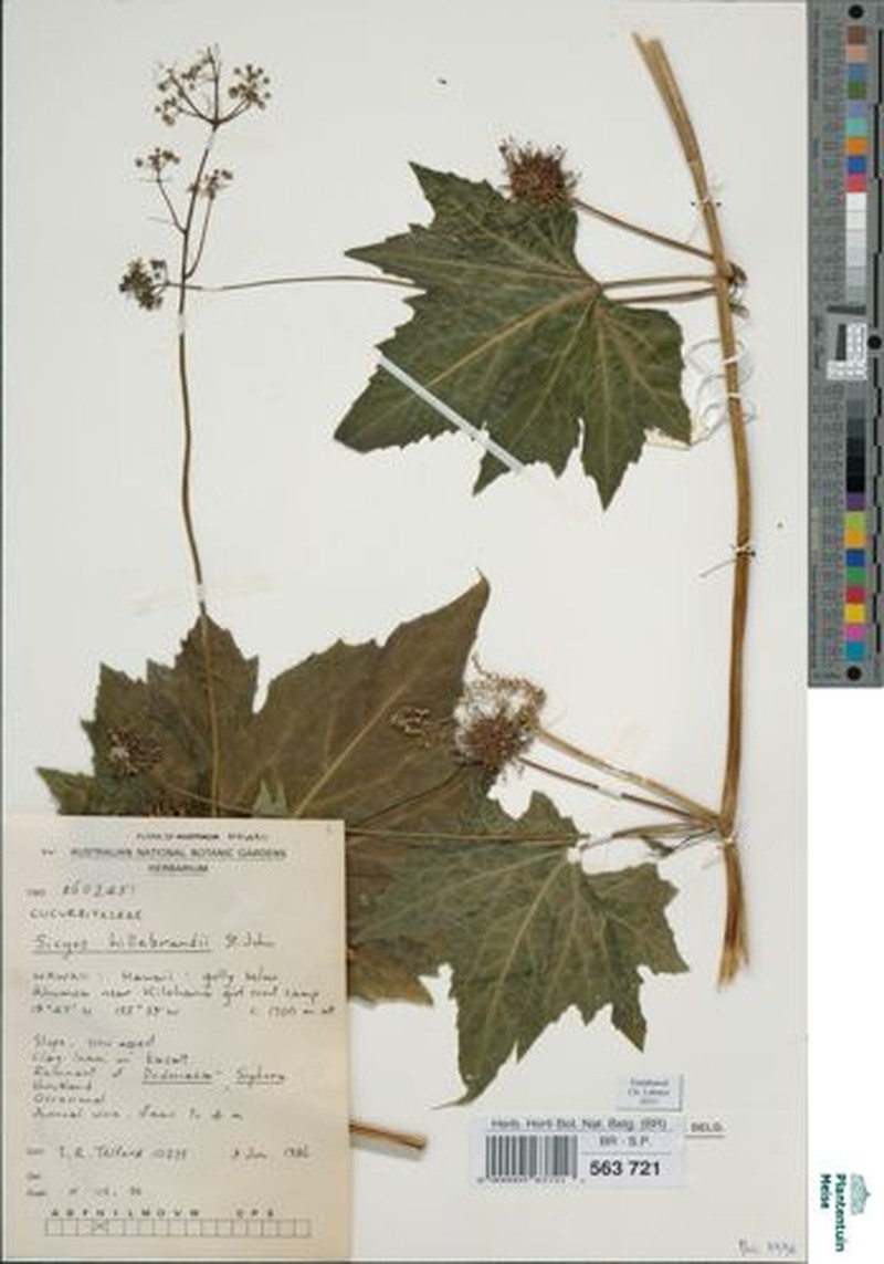 Maui Bur Cucumber photo 2