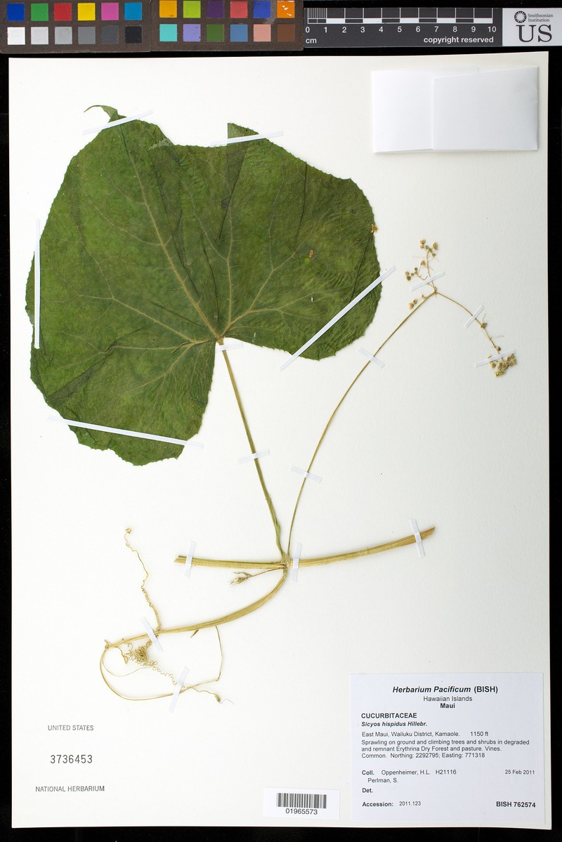 Pricklyfruit Bur Cucumber