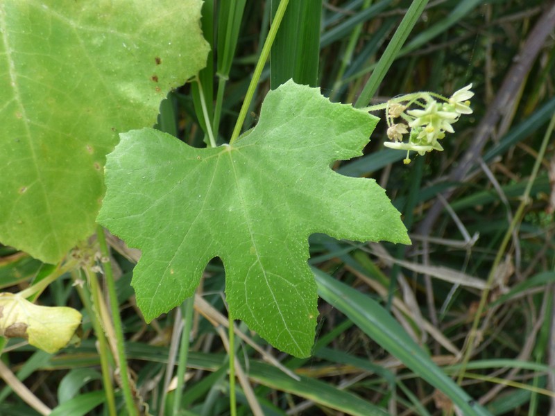 Pricklyfruit Bur Cucumber