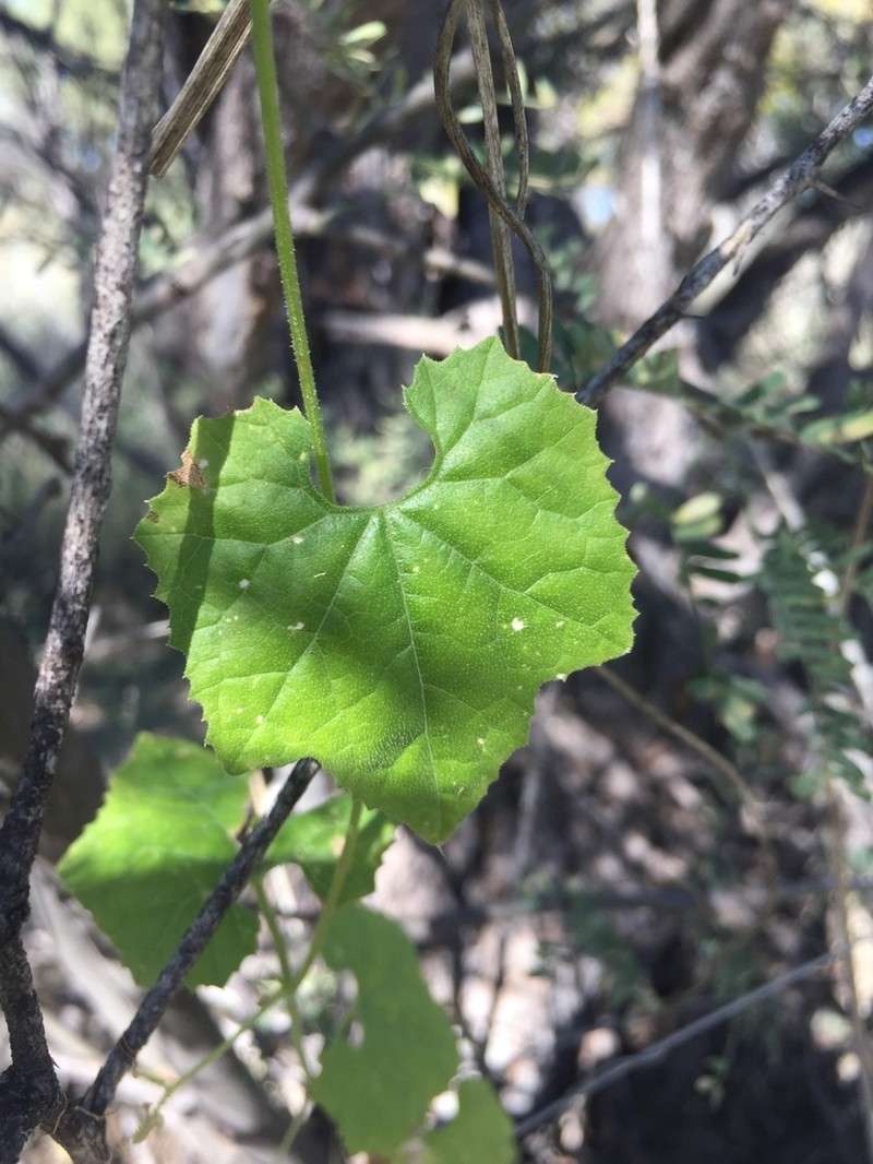 Streamside Bur Cucumber