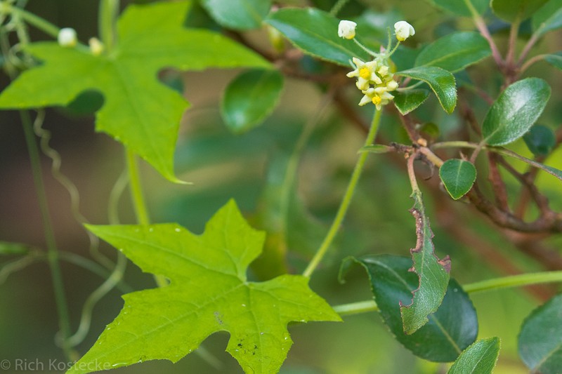 Streamside Bur Cucumber photo 2