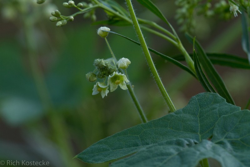 Streamside Bur Cucumber photo 3