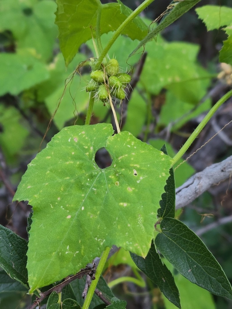 Streamside Bur Cucumber photo 4