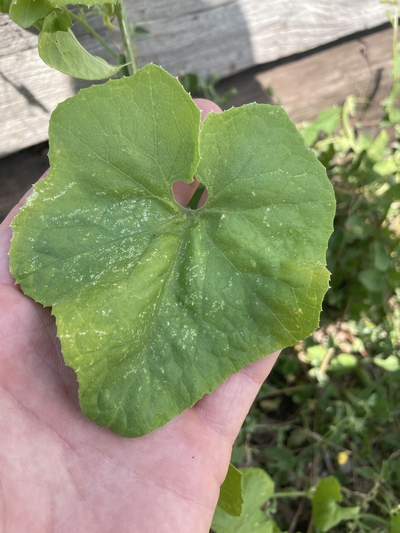 Streamside Bur Cucumber photo 5