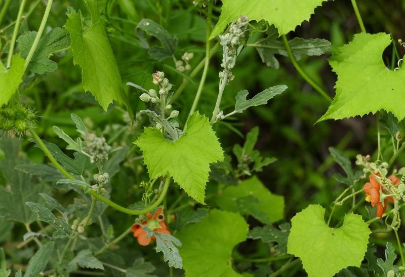Streamside Bur Cucumber photo 7