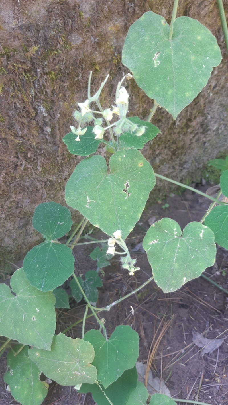 Cutleaf Bur Cucumber photo 6