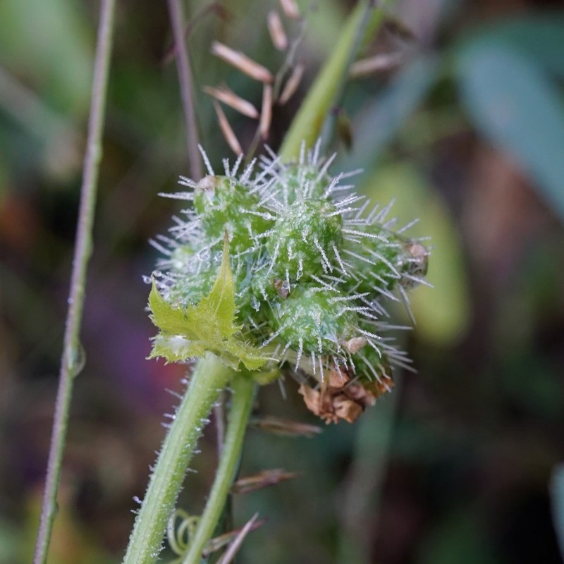 Cutleaf Bur Cucumber photo 8