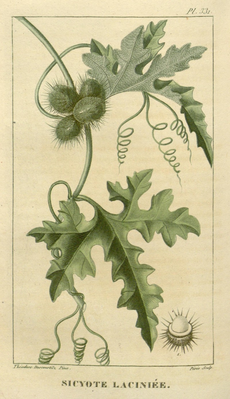 Cutleaf Bur Cucumber photo 2