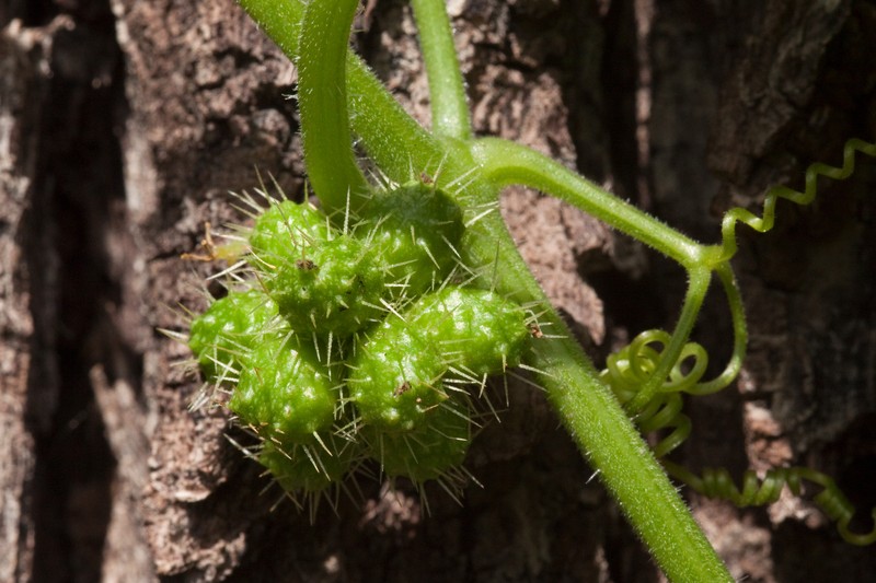Cutleaf Bur Cucumber photo 3