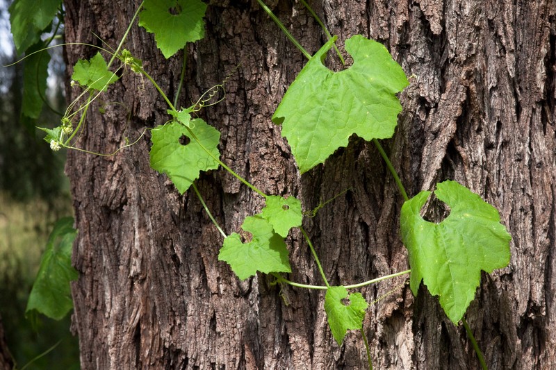 Cutleaf Bur Cucumber