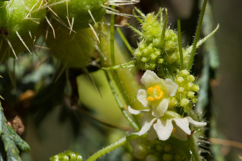 Cutleaf Bur Cucumber photo 4