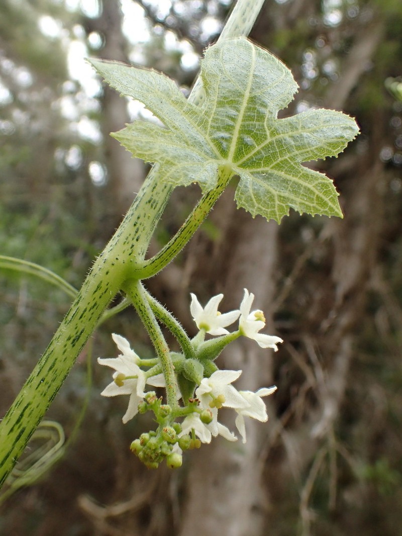 Kauai Bur Cucumber photo 2
