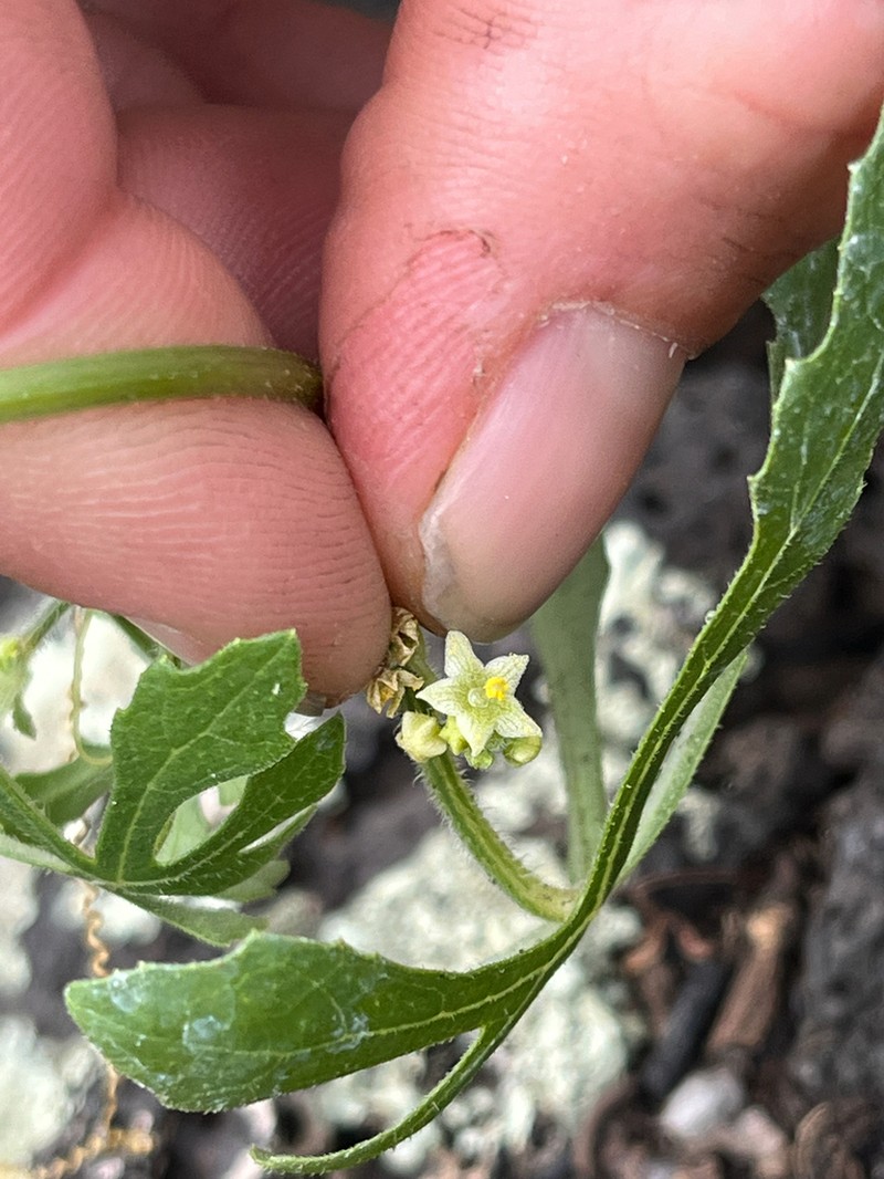 Hualalai Bur Cucumber photo 2