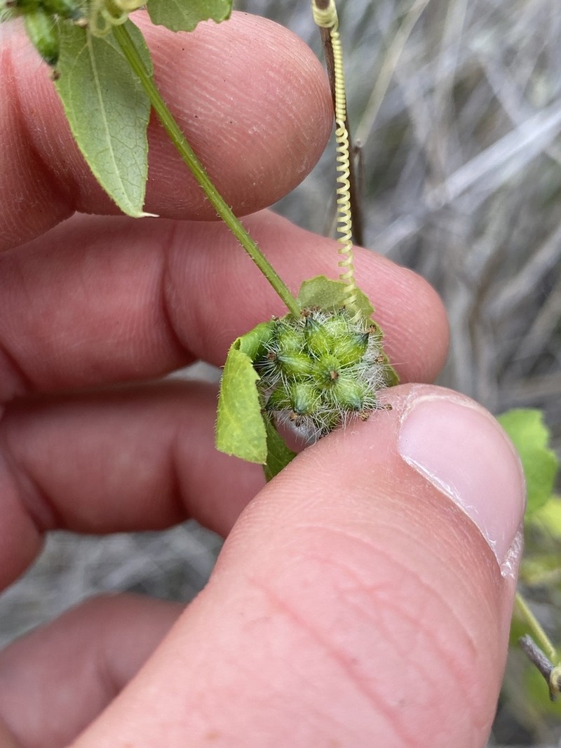 Hualalai Bur Cucumber photo 3